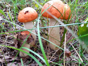 Гостевой дом в деревне Чернокуново