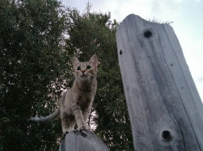 Гостевой дом Окулова Заимка