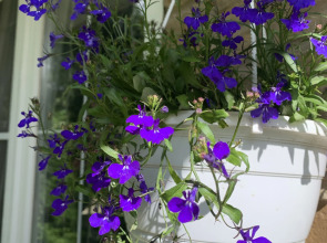 Гостевой дом Вилла романтика