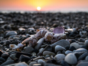 Отель Корсо