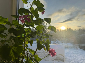 Дом у сосен