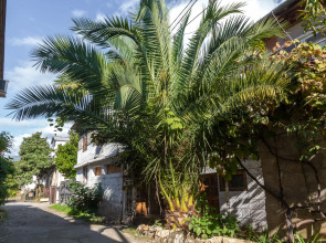 Меблированные комнаты Никус