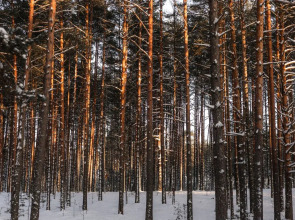Апартаменты Отдых на Селигере турбаза Чайка