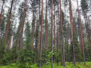 Частный дом Карелия А-Фрэйм