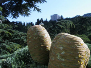 Апартаменты 4 У Приморского Парка