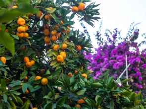 Меблированные комнаты Никус