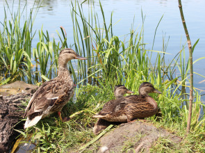 Квартира Любимый Дом Видовая Однокомнатная