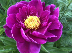 Гостевой Дом Вырицкий Мамонт