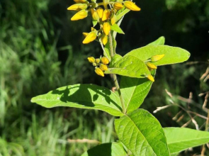 Апартаменты в центре города Евпатории