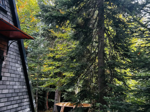 Счастливый лось