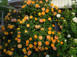 Гостевой Дом Елена