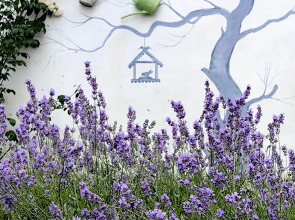 Гостевой дом Лавандовый сад