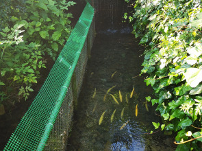 Гостевой дом Форелька