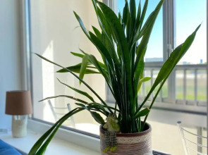 Апартаменты Место силы в Солнечном Городе