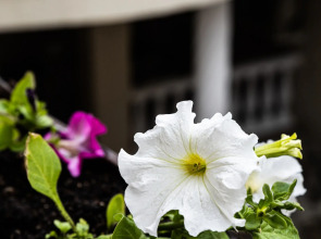 Гостевой дом Маис