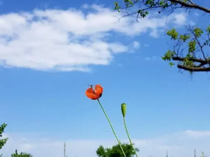 Гостевой дом Хутор Хоботок