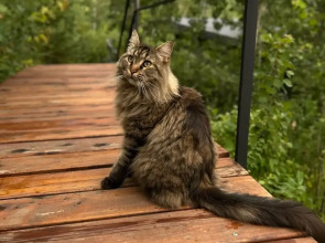 Гостевой дом 11 Гор Алтая