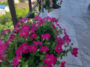 Гостевой дом Панорама Сочи