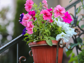 Меблированные комнаты Nifea