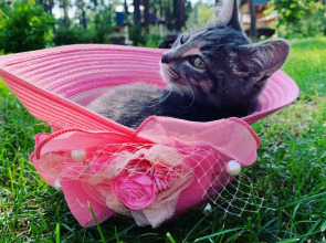 Мини-отель Подснежник