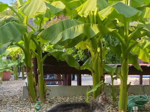 Гостевой дом Архипка Rooms