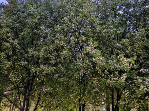 Квартира Студия Любимая Гороховая 51