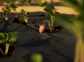 Отель Api Balaklava