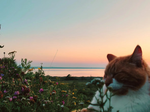 Гостевой Дом Семейные Апартаменты Белый Кролик