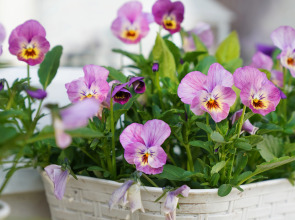 Дом Уютный в стиле Прованс