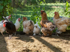 База Отдыха Арт Усадьба Веретьево