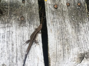 Гостевой дом Окулова Заимка