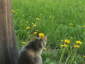 Гостевой дом Окулова Заимка