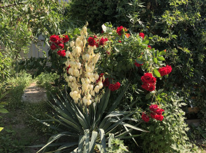 Zolotaya Rybka Sudak