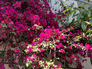 Гостевой Дом Кипарис