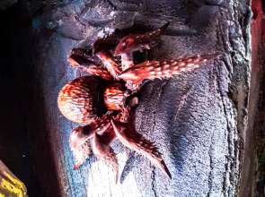 Гостевой Дом Пещера Гингемы