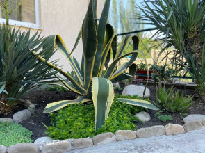 Гостевой Дом Agave