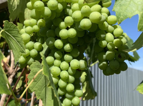 Гостевой дом Wooden house in Drakino