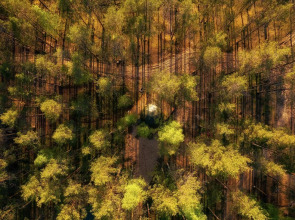 База отдыха Forest Lake