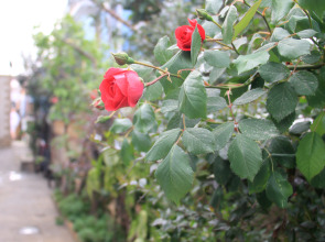 Гостевой дом на Березовой Башня