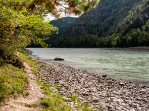 Гостевой дом АЛТАЙ БЕРЕГ ИП Рожнова Л.В.