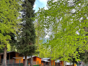 Горная Мята