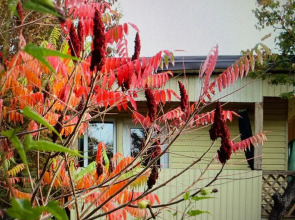 Дом с Енотами  Надежда