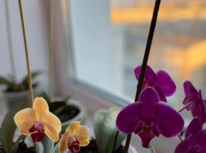 Апартаменты 1-комнатные с видом на Волгу (Бухта)