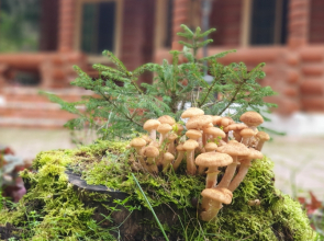 Мини-отель Wish