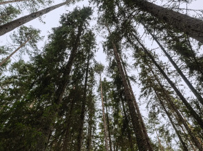 Глэмпинг Lago Ladoga