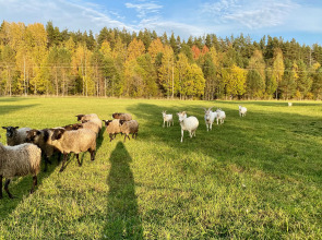 База отдыха Эко Хутор Рай Сяля