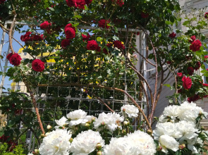 Гостевой Дом Елена