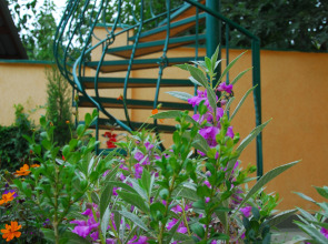 Мини-отель Пансион Кафа