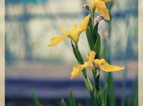 Отель Prohlada Breeze