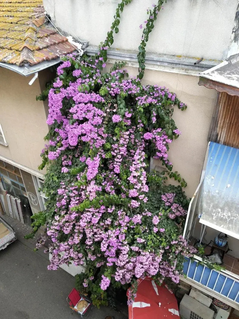 Halikarnas Butik Hotel